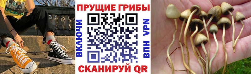 где можно купить наркотик  Калязин  Галлюциногенные грибы мицелий 